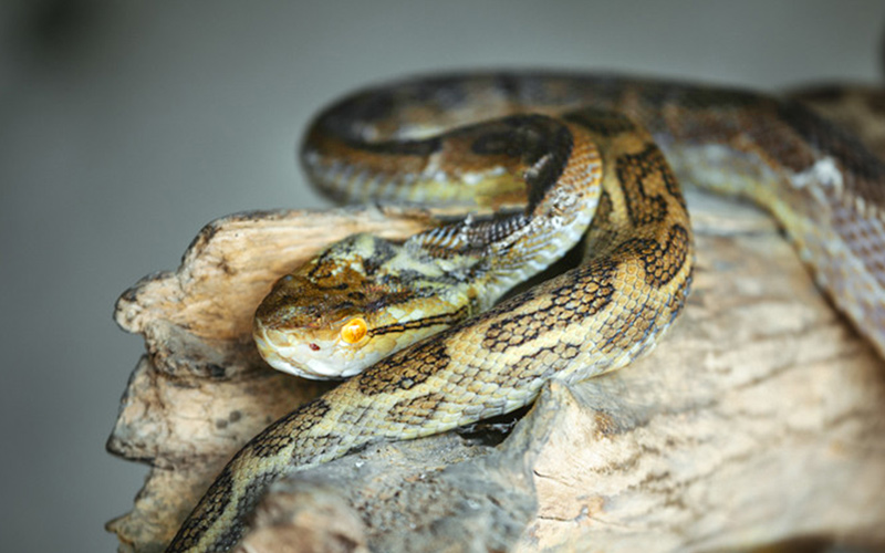蛇の写真