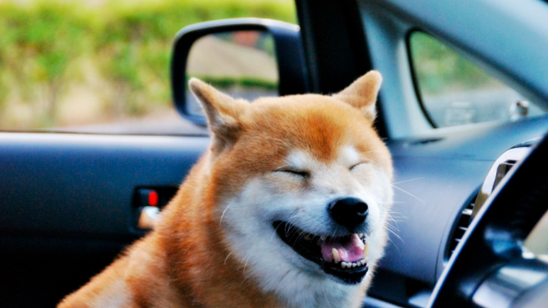 車に乗る犬の写真