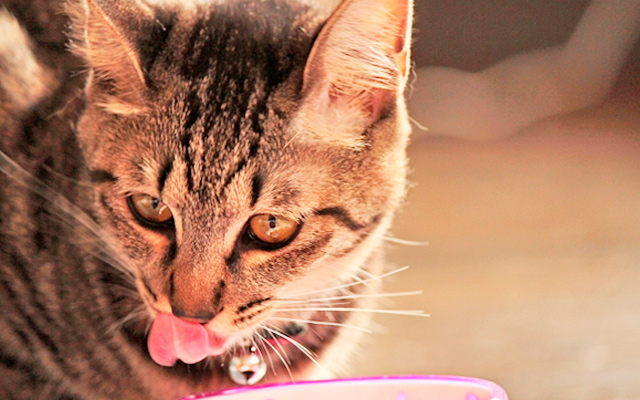 舌なめずりをする猫の写真